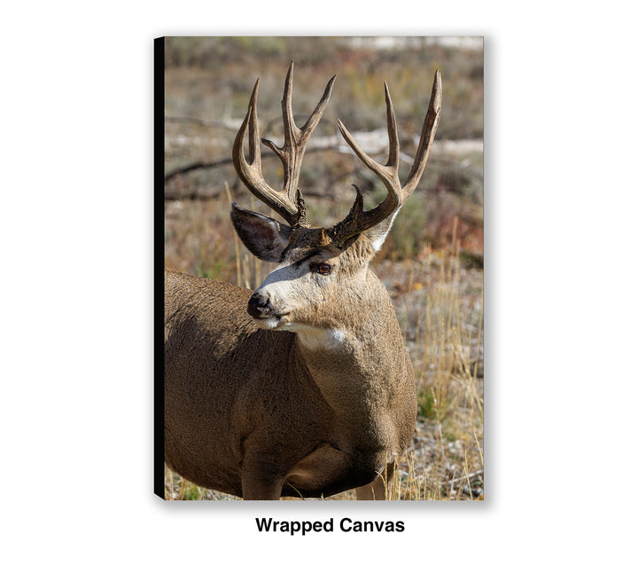 Buck Mule Deer