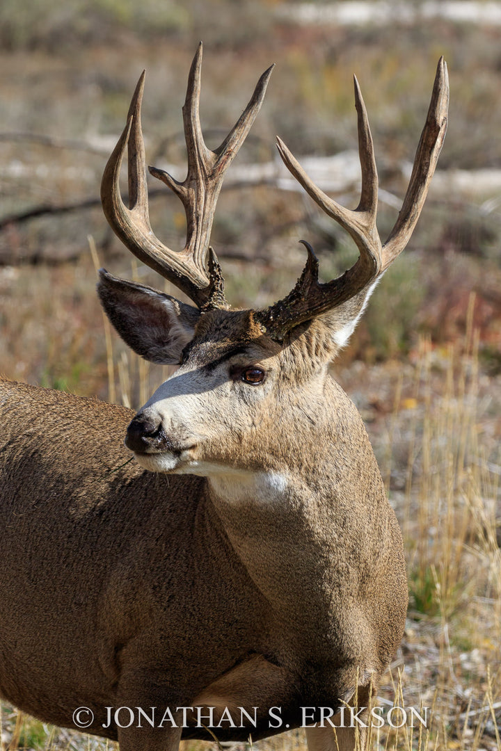 Buck Mule Deer. Buck mule deer stands alert.