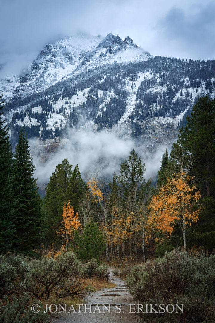 Trail to the Wilderness. Aspen trees with autumn leaves in front of snow-covered mountains.