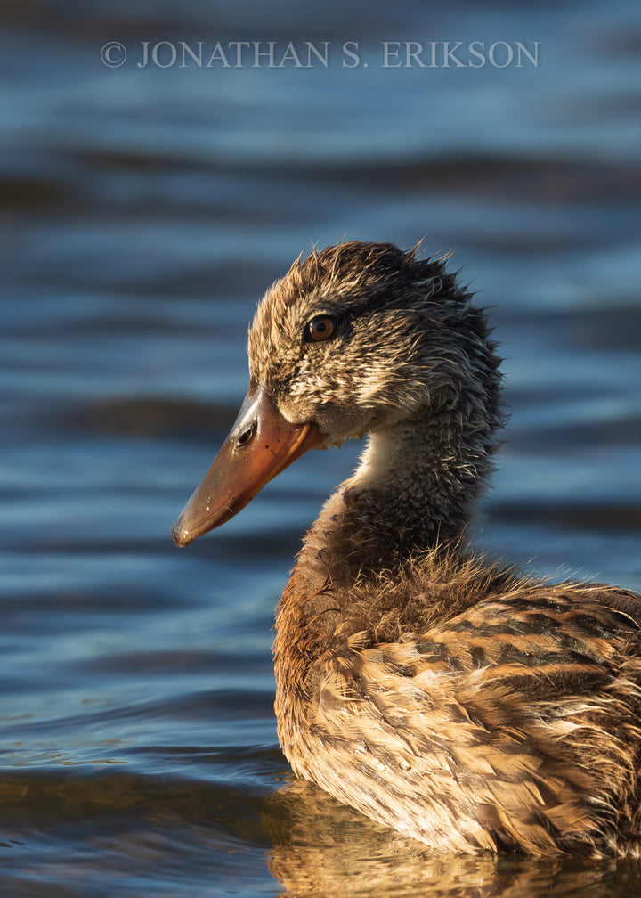 Young Mallard. Young female mallard on lake in sunlight.