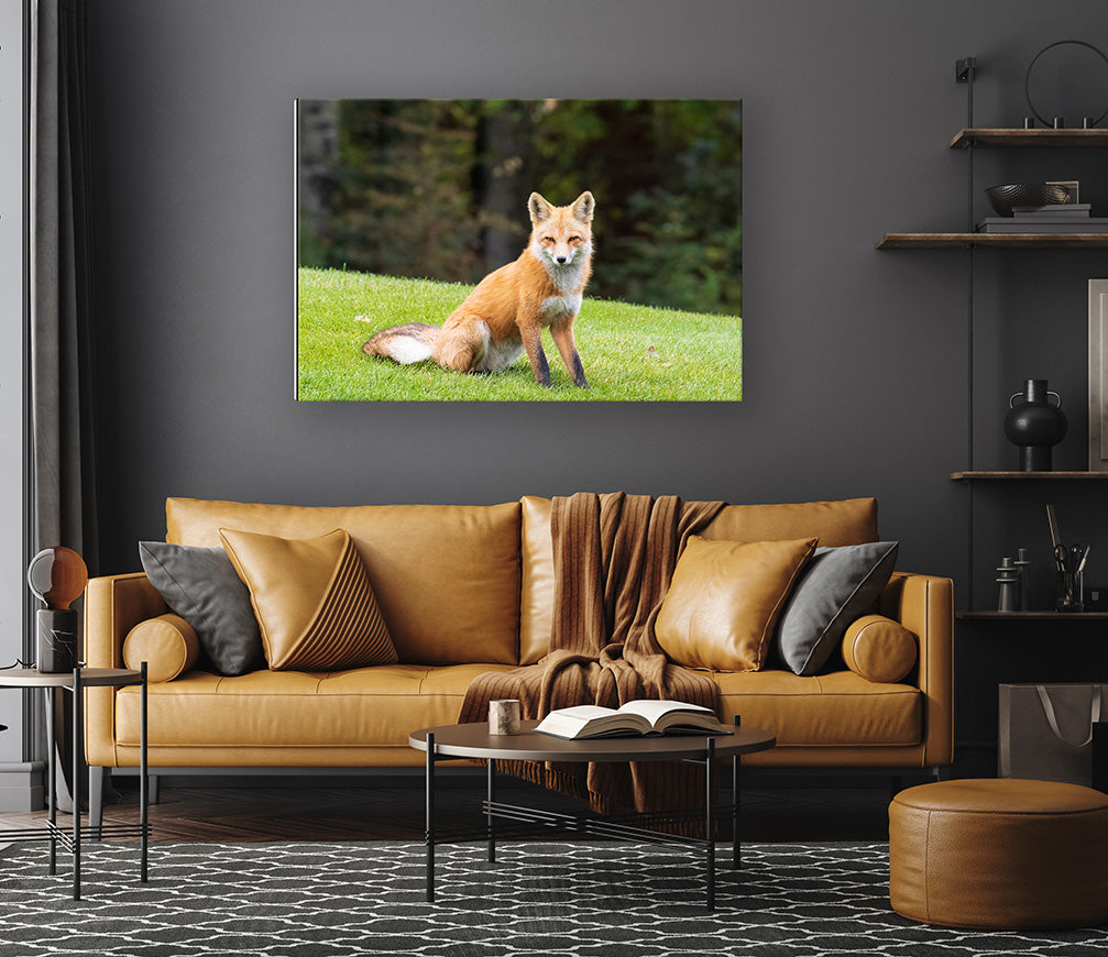 Clever and Wise - Red Fox