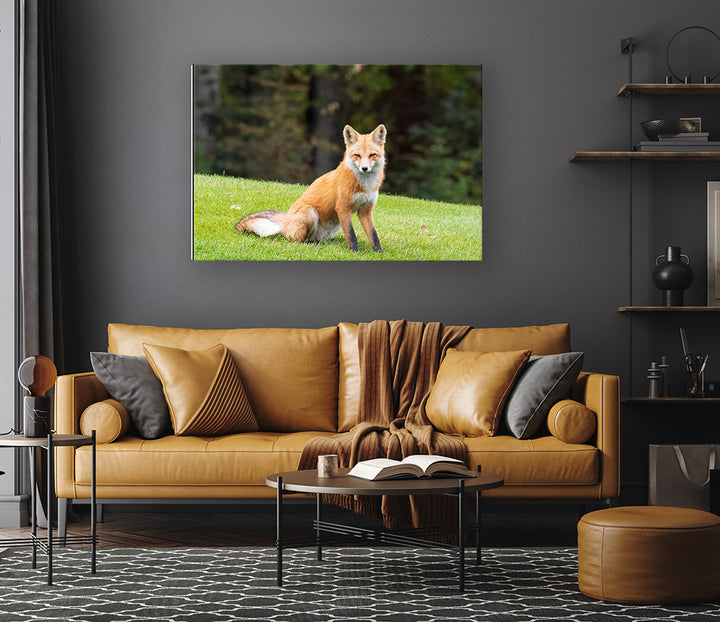 Clever and Wise - Red Fox