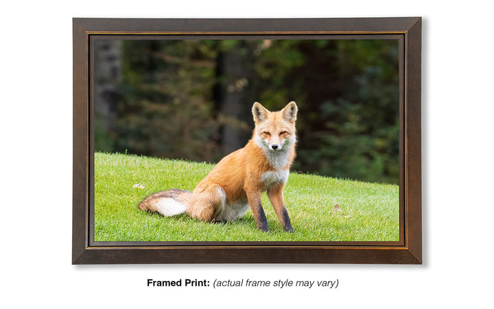 Clever and Wise - Red Fox