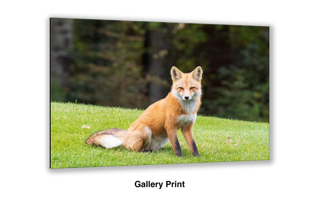 Clever and Wise - Red Fox