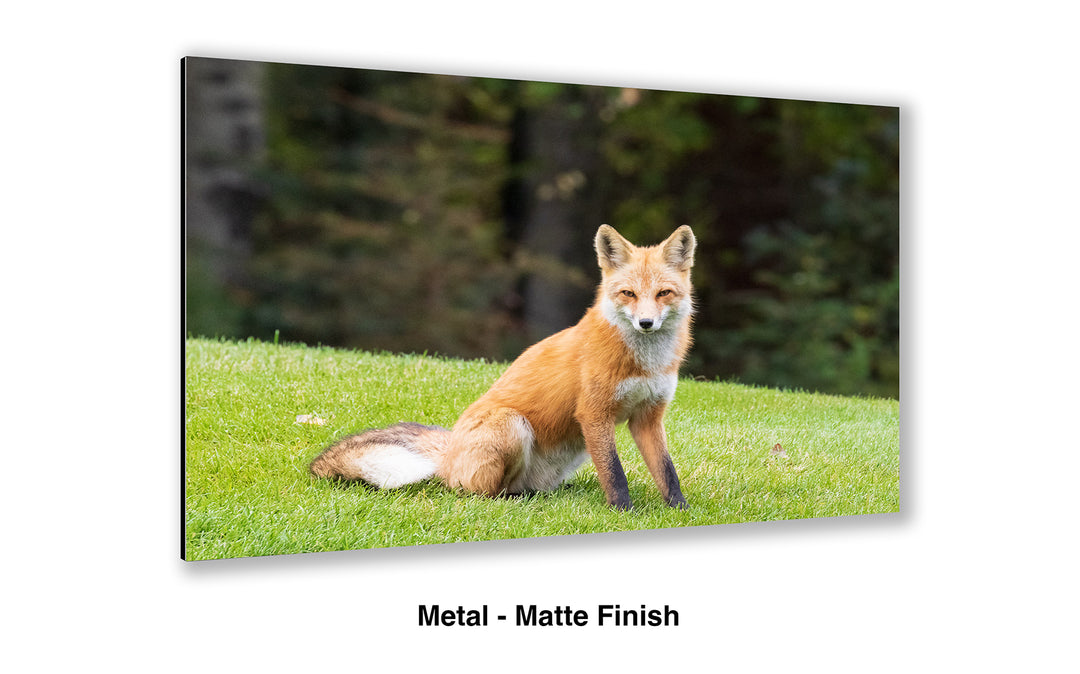 Clever and Wise - Red Fox