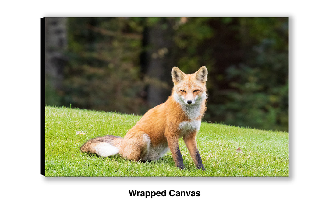 Clever and Wise - Red Fox