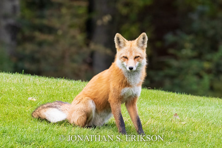 Clever and Wise - Red Fox. Red fox on grassy hill.
