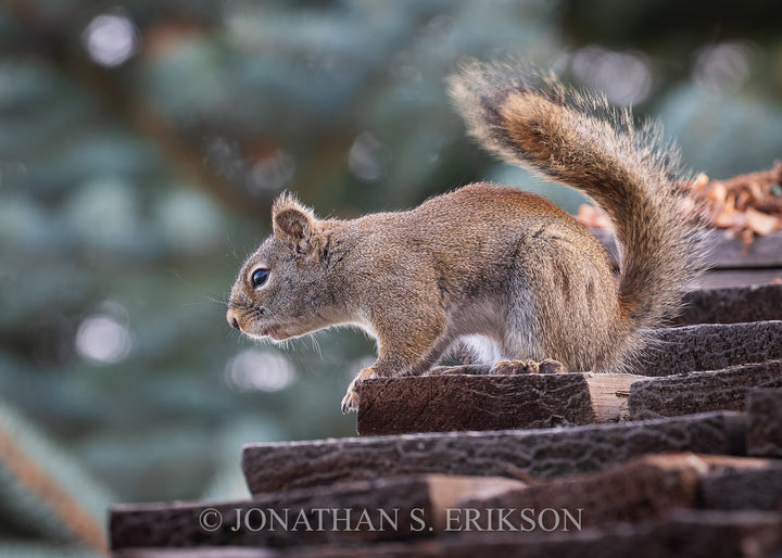 Noisy Neighbor. Red squirrel chatters on roof line.