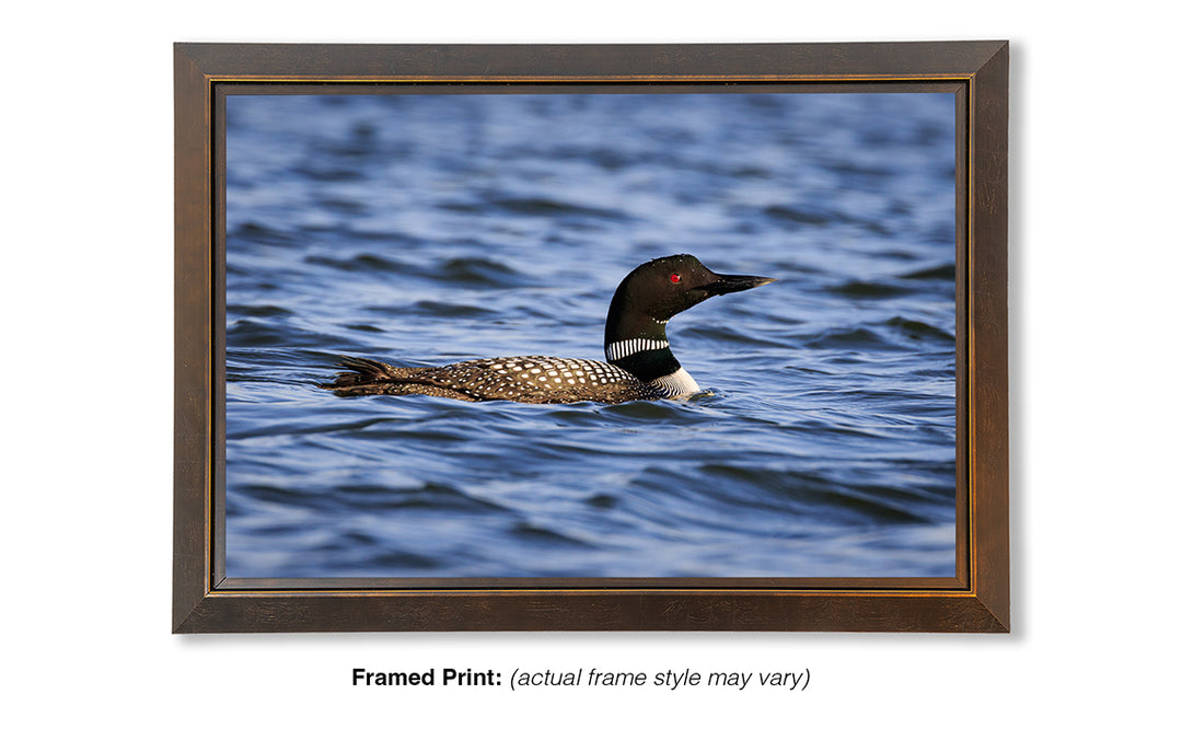 Visitor from the North