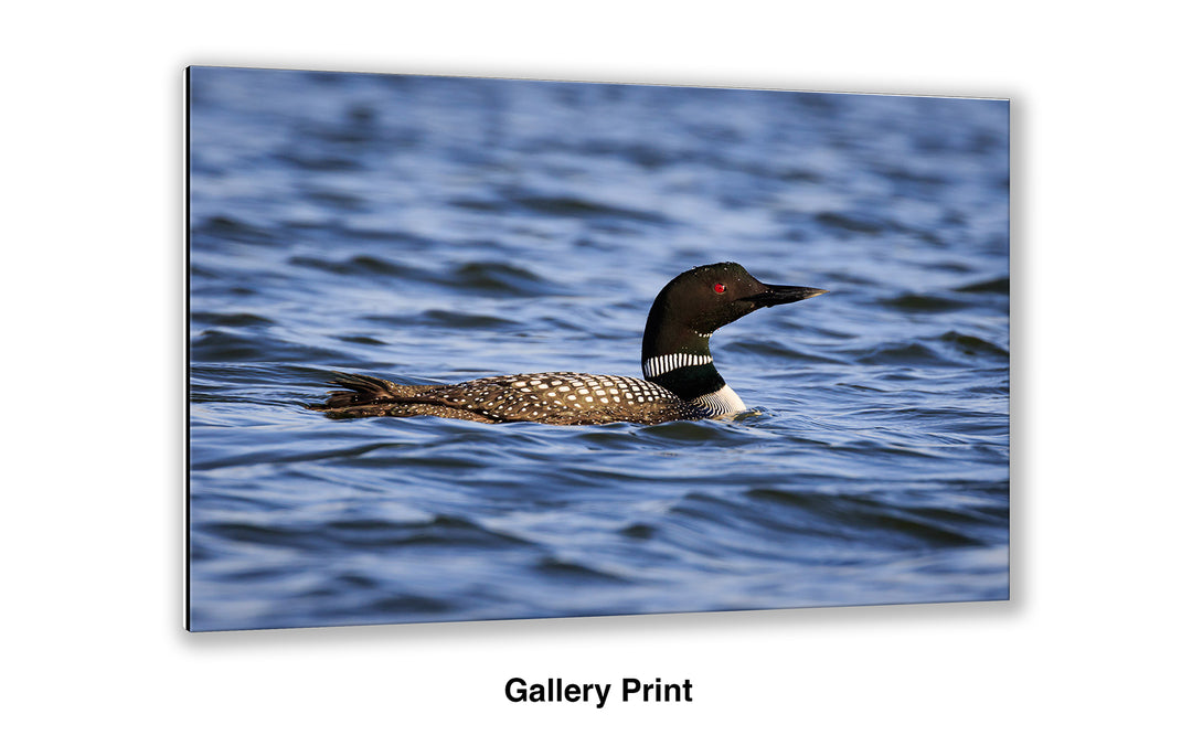 Visitor from the North