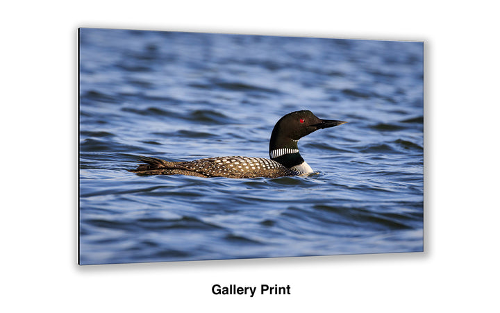 Visitor from the North