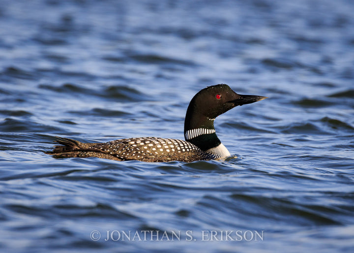Visitor from the North. Common Loon in eastern Nebraska lake.