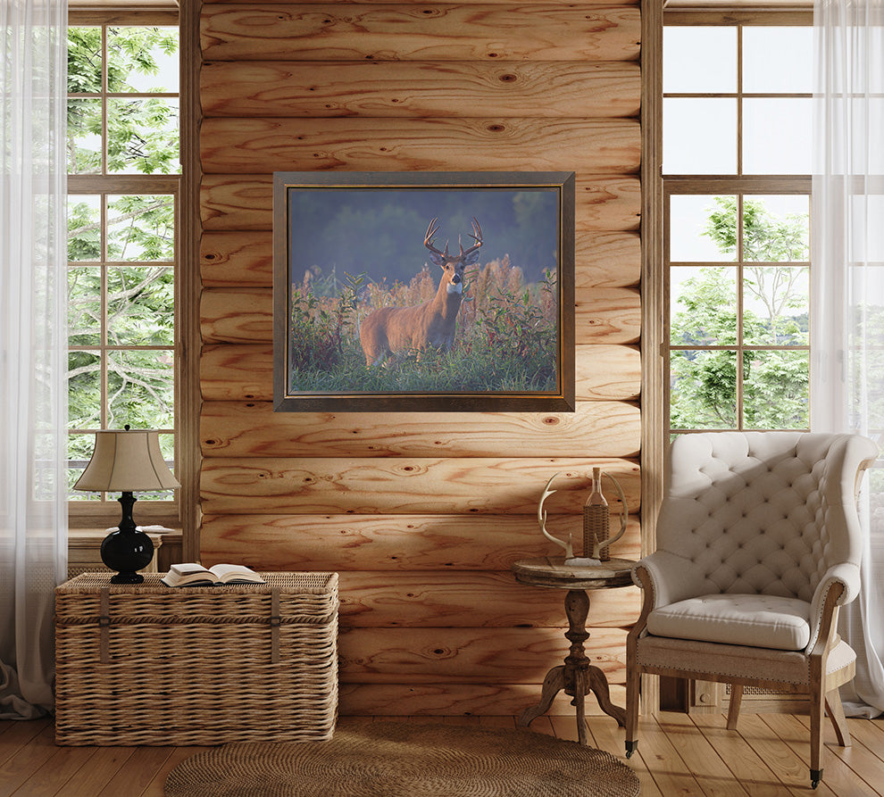 September Stare - Whitetail Deer