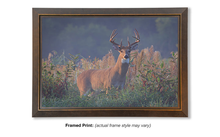 September Stare - Whitetail Deer