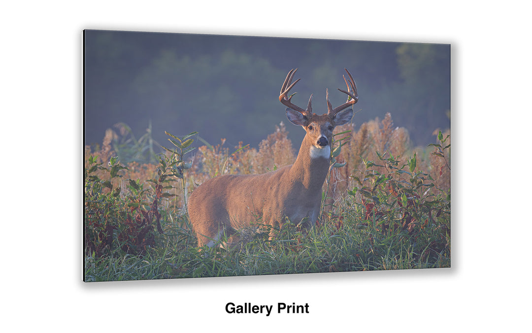 September Stare - Whitetail Deer