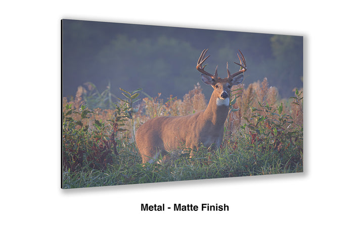 September Stare - Whitetail Deer