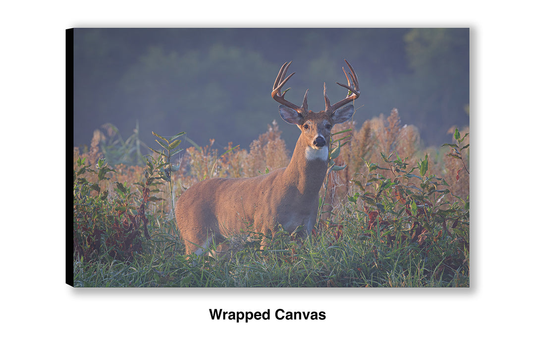September Stare - Whitetail Deer