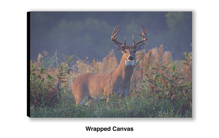 September Stare - Whitetail Deer