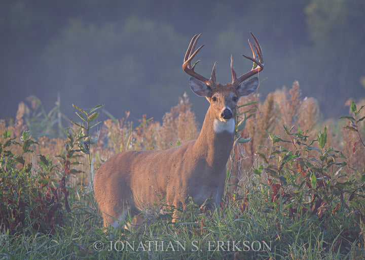 September Stare – Whitetail Deer. Buck deer stands alert early in the morning with lifting fog.