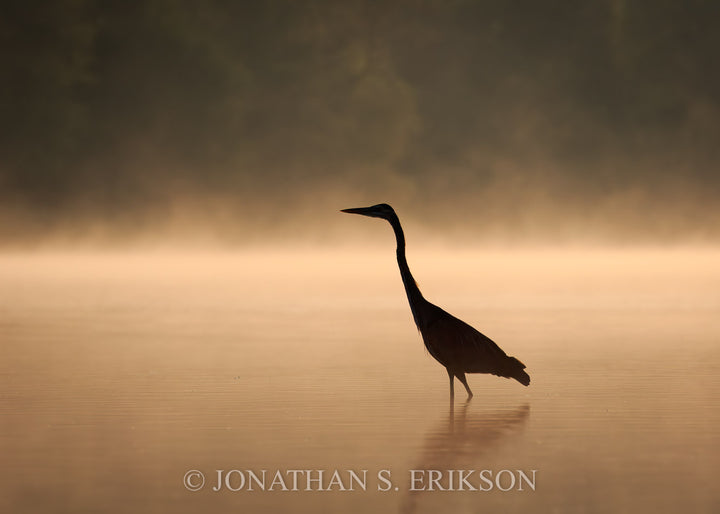 Heron Solitude. Silhouette of Great Blue Heron wading in lake with golden sunrise color and lifting fog.