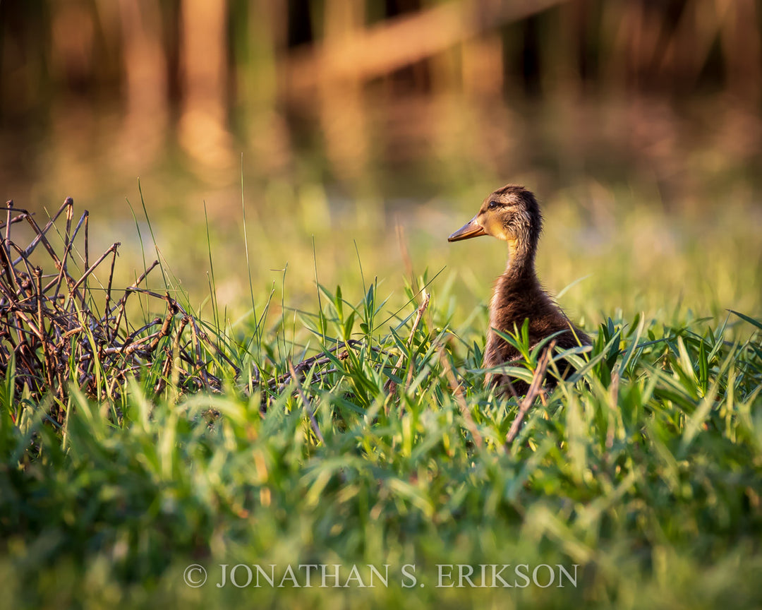 Young mallard duckling in grass with blurred background