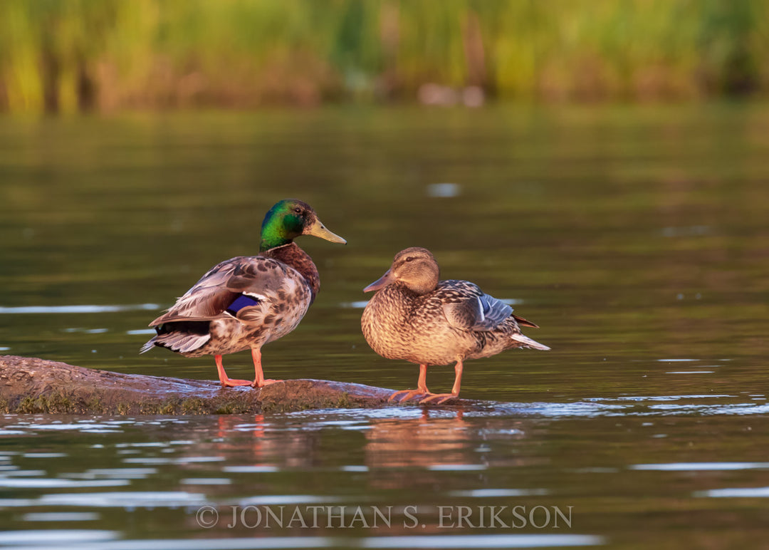 Male and female mallard ducks standing on a log in a body of water with a blurred natural background.