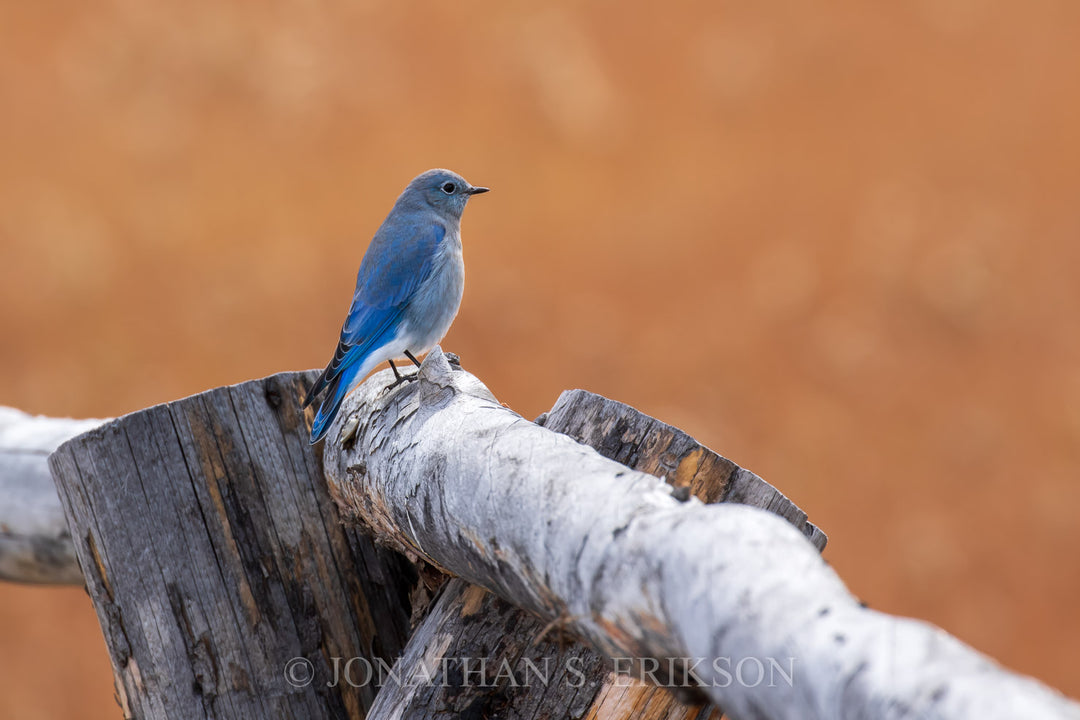 Mountain blluebird perched on a split-rail wooden post overlooking autumn field with a blurred brown background.