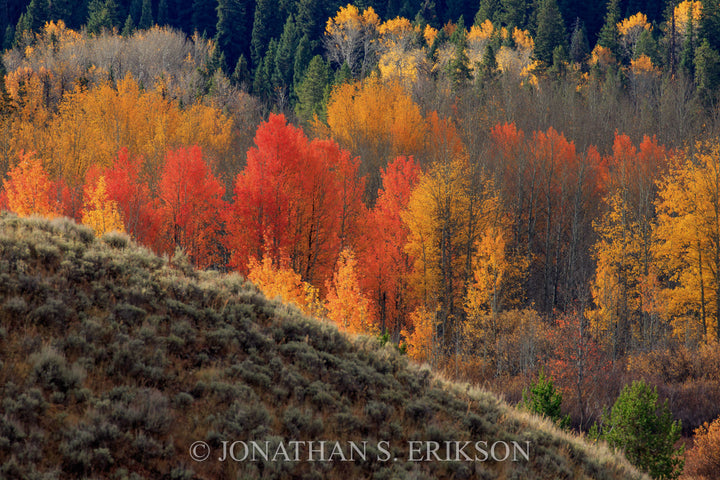 Autumn orange and yellow colors of aspen trees near a hillside in western Wyoming.