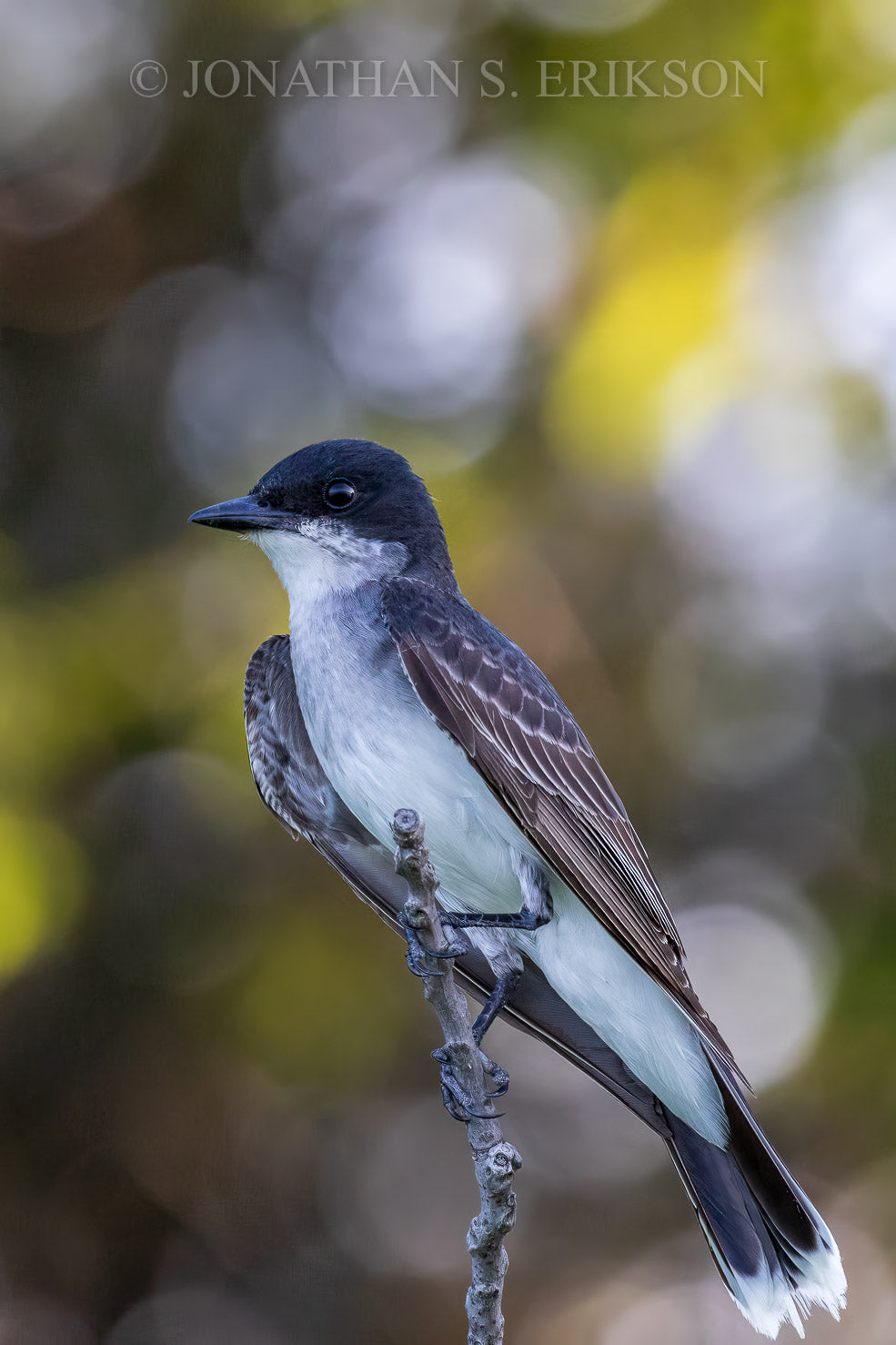 Eastern kingbird perched on a branch with a blurred natural background.