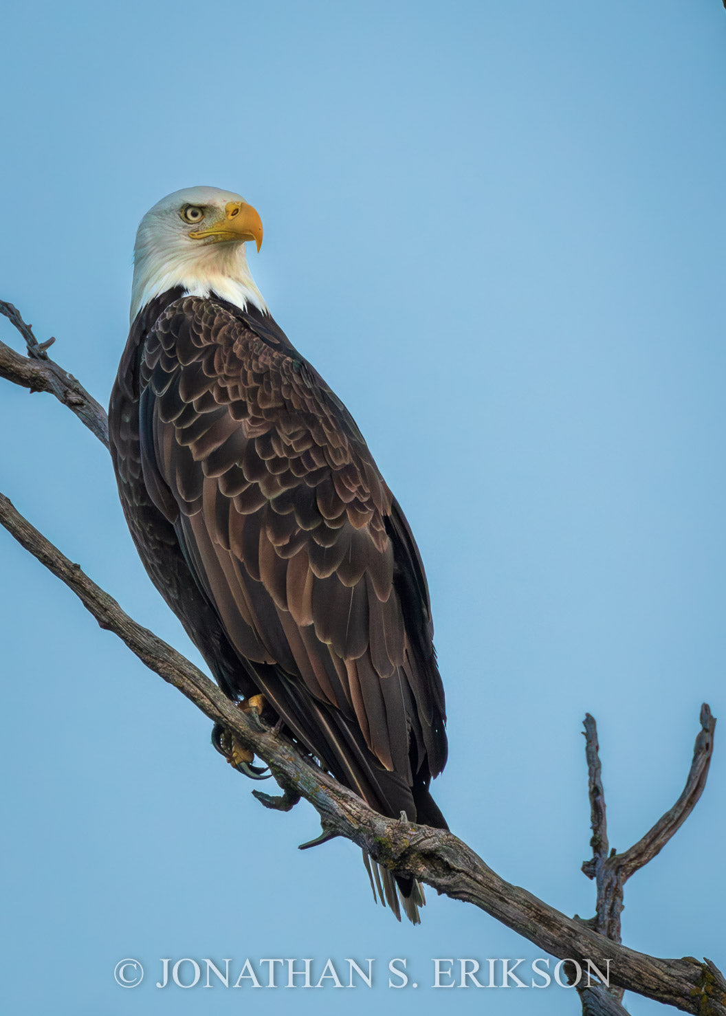 Bald eagle perched on a branch against a clear blue sky