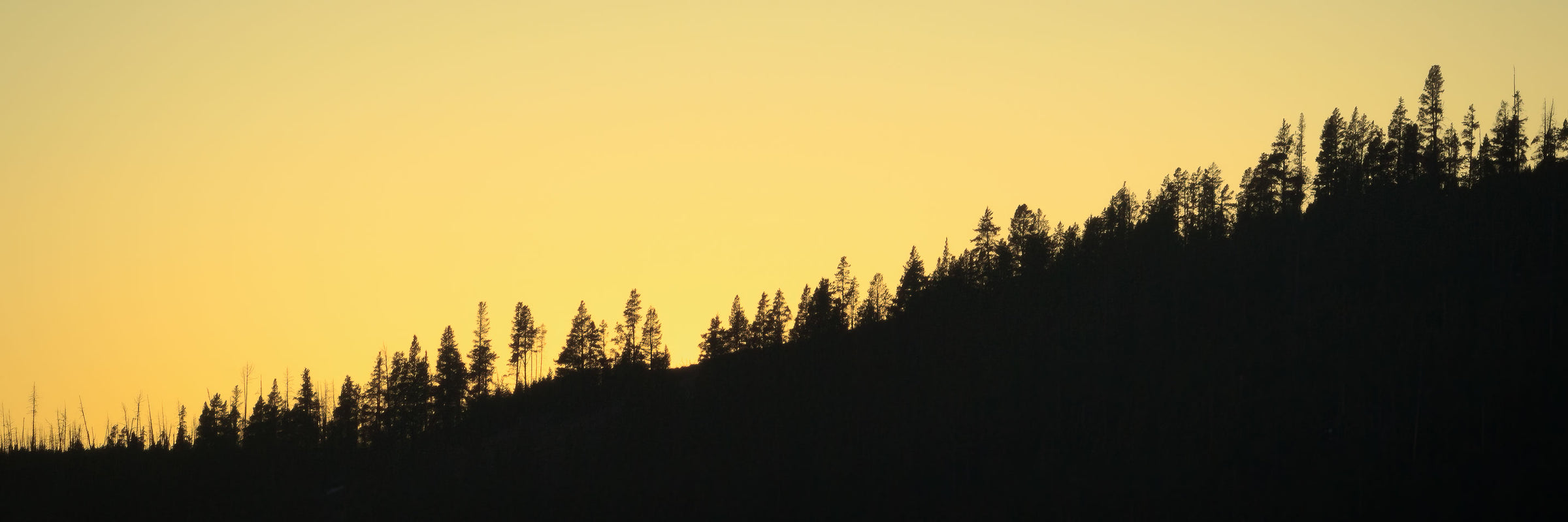 Hayden Valley Sunset. Setting sun silhouettes tree line in Yellowstone's Hayden Valley.
