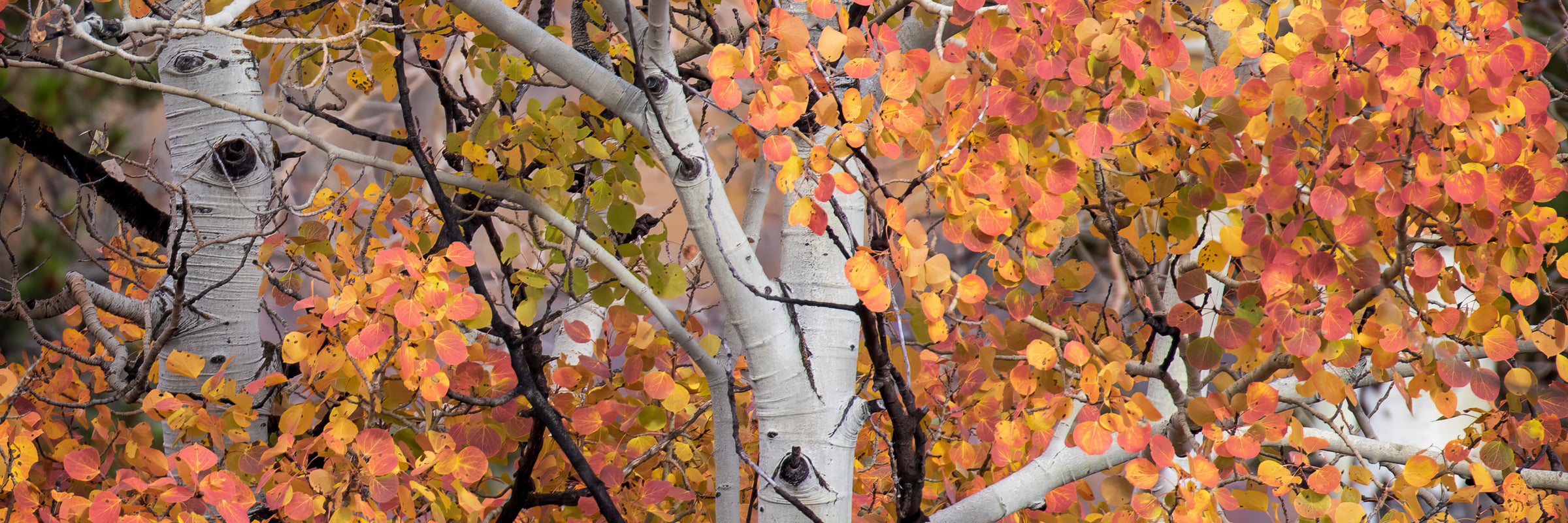 A Blaze of Color. Red orange and yellow leaves on aspen trees in Grand Teton National Park.