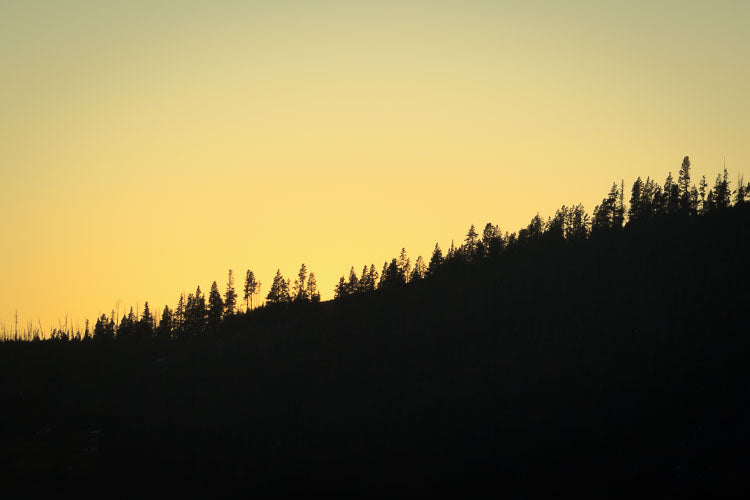 Hayden Valley Sunset. Setting sun silhouettes tree line in Yellowstone's Hayden Valley.