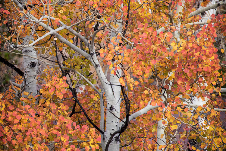 A Blaze of Color. Red orange and yellow leaves on aspen trees in Grand Teton National Park.